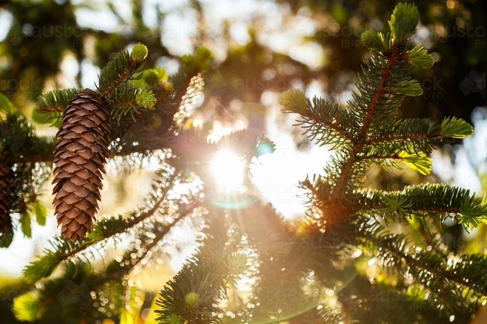 Pine cone on green tree with sun flare and bokeh light - Australian Stock Image