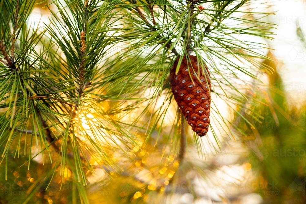 pine cone on tree and golden light - Australian Stock Image