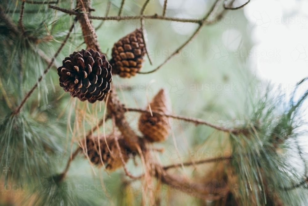 Pine cones - Australian Stock Image