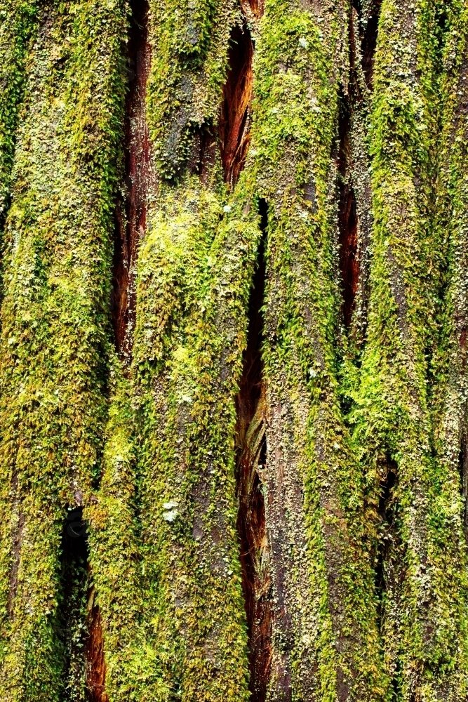 Pine (conifer) tree trunk native to Tasmania covered in moss - Australian Stock Image