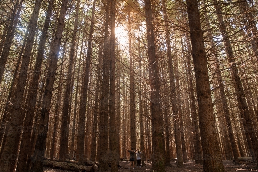 Pine forest - Australian Stock Image