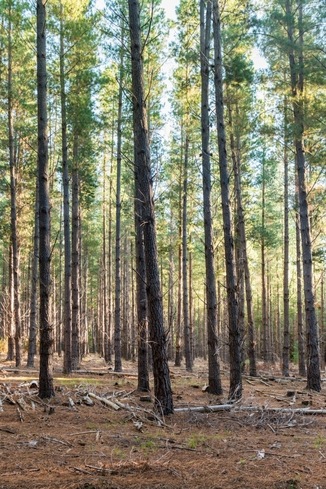 pine forest - Australian Stock Image