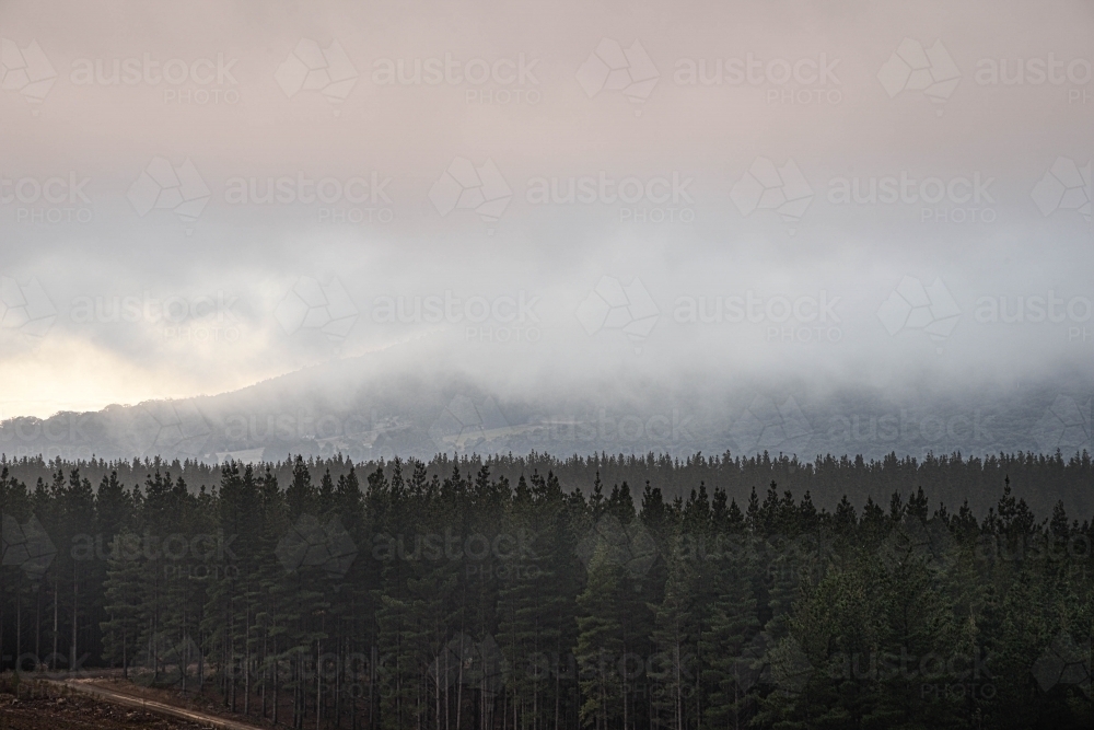 Pine forest near the macedon mountain ranges with low clouds - Australian Stock Image