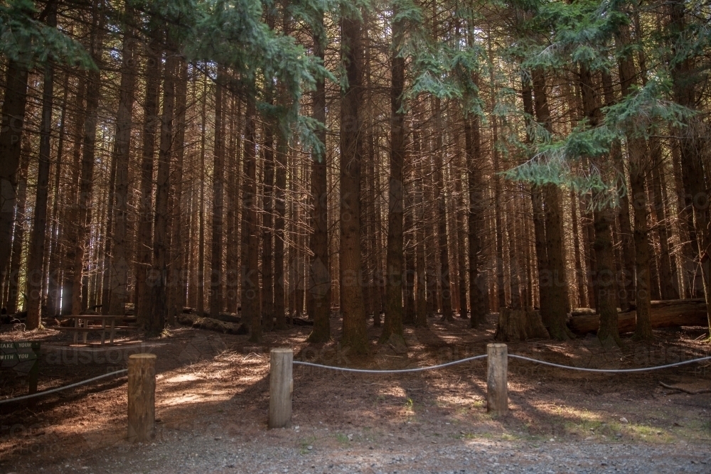 Pine forest picnic area - Australian Stock Image
