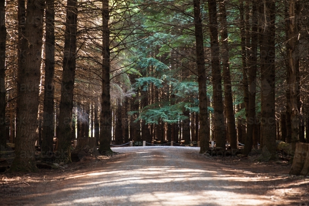 Pine forest road - Australian Stock Image