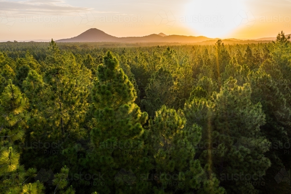 Pine forest with distant mountain range at sunset - Australian Stock Image