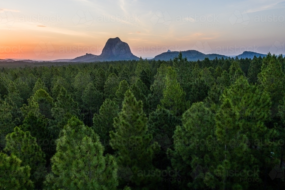 Pine forest with the Glasshouse Mountains in the background - Australian Stock Image