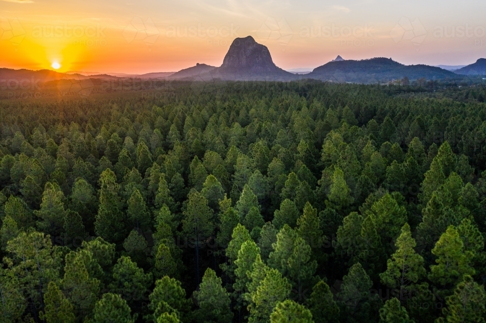 Pine forest with the Glasshouse Mountains in the background - Australian Stock Image