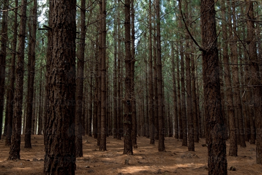 Pine Forrest - Australian Stock Image