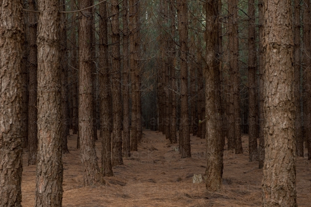 Pine Forrest - Australian Stock Image