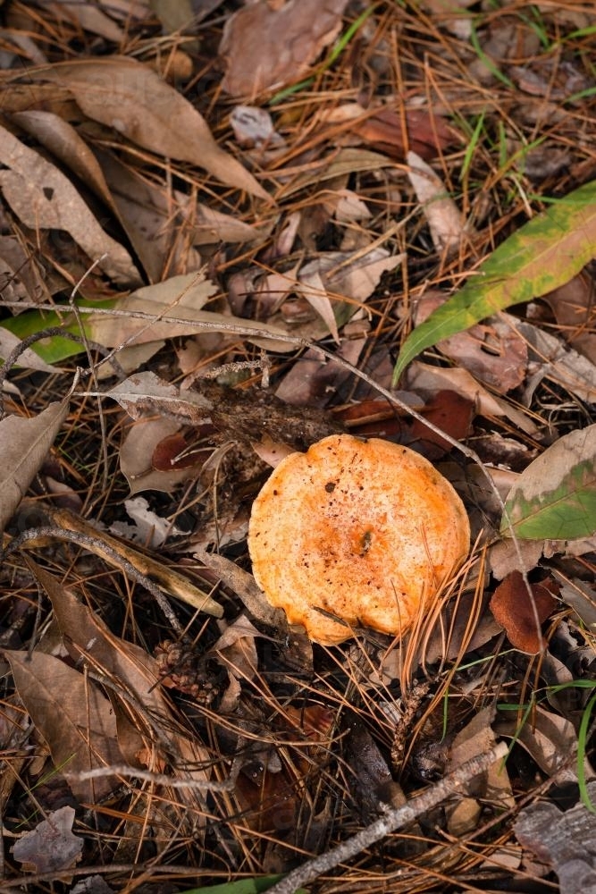 Pine mushroom growing in pine needles in a forest - Australian Stock Image