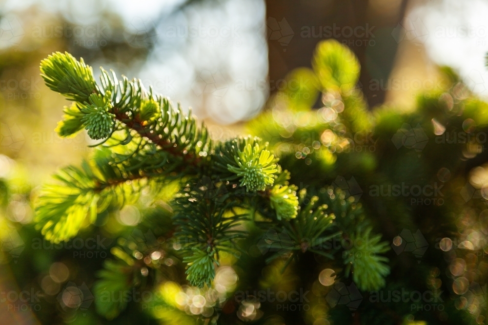 Image of Pine needle branch in late spring light with bokeh - Austockphoto