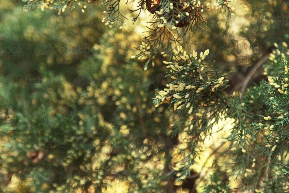 Pine tree in flower in the afternoon light - Australian Stock Image