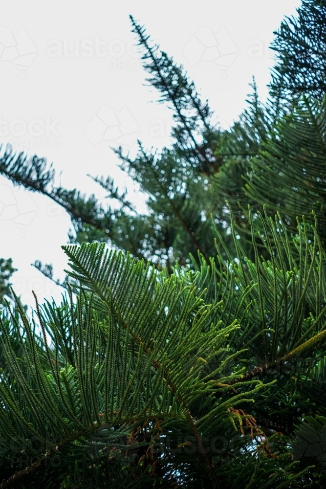 Pine tree leaves - Australian Stock Image