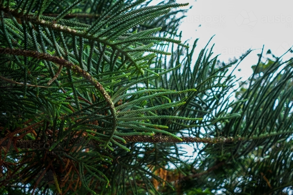 Pine tree leaves - Australian Stock Image
