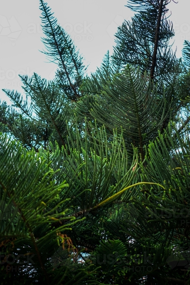 Pine tree leaves - Australian Stock Image