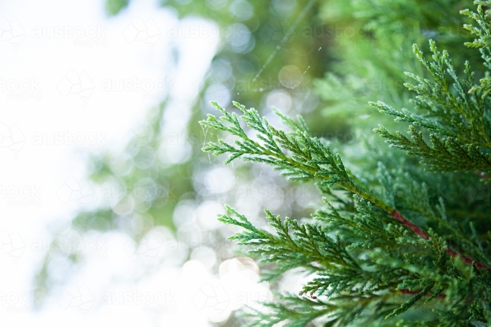 Pine tree needles on conifer trees - Australian Stock Image