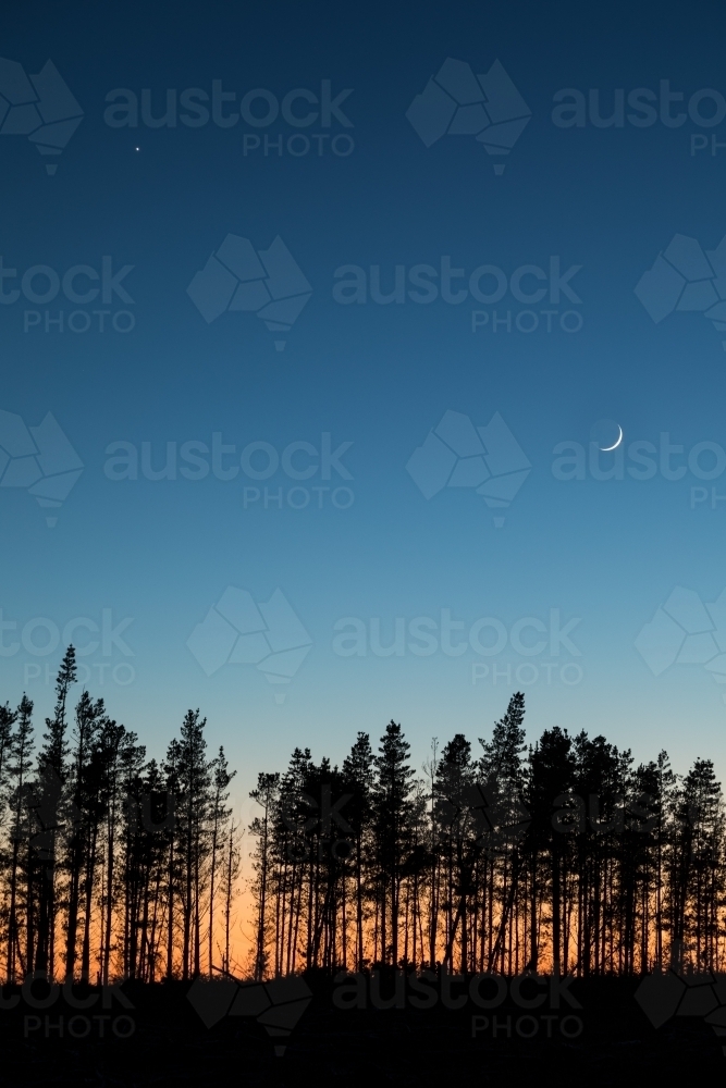 Pine trees against colourful dawn sky with crescent moon - Australian Stock Image