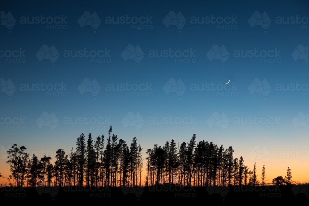 Pine trees against colourful dawn sky with crescent moon - Australian Stock Image