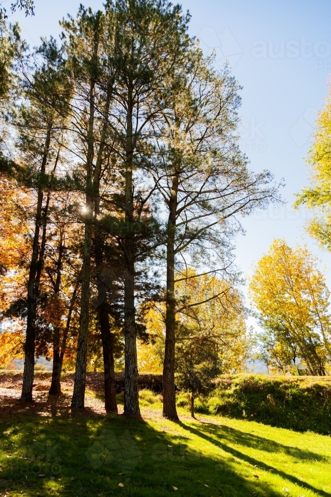 Pine trees and autumn trees in park beside road - Australian Stock Image