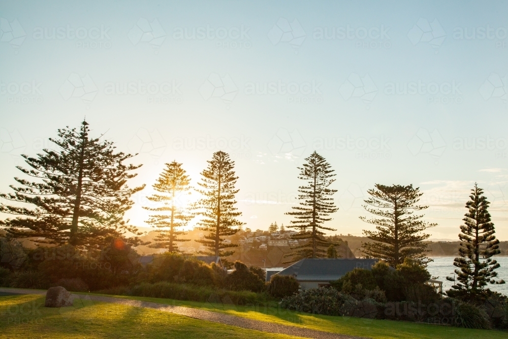 Pine trees beside water and beach at sunset in Kiama - Australian Stock Image