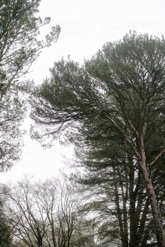 Image of pine trees in morning fog - Austockphoto