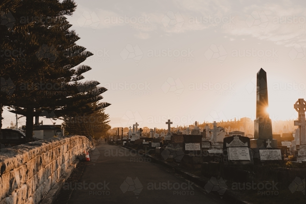 Pine trees line the outer road of Waverley Cemetery at sunset. - Australian Stock Image