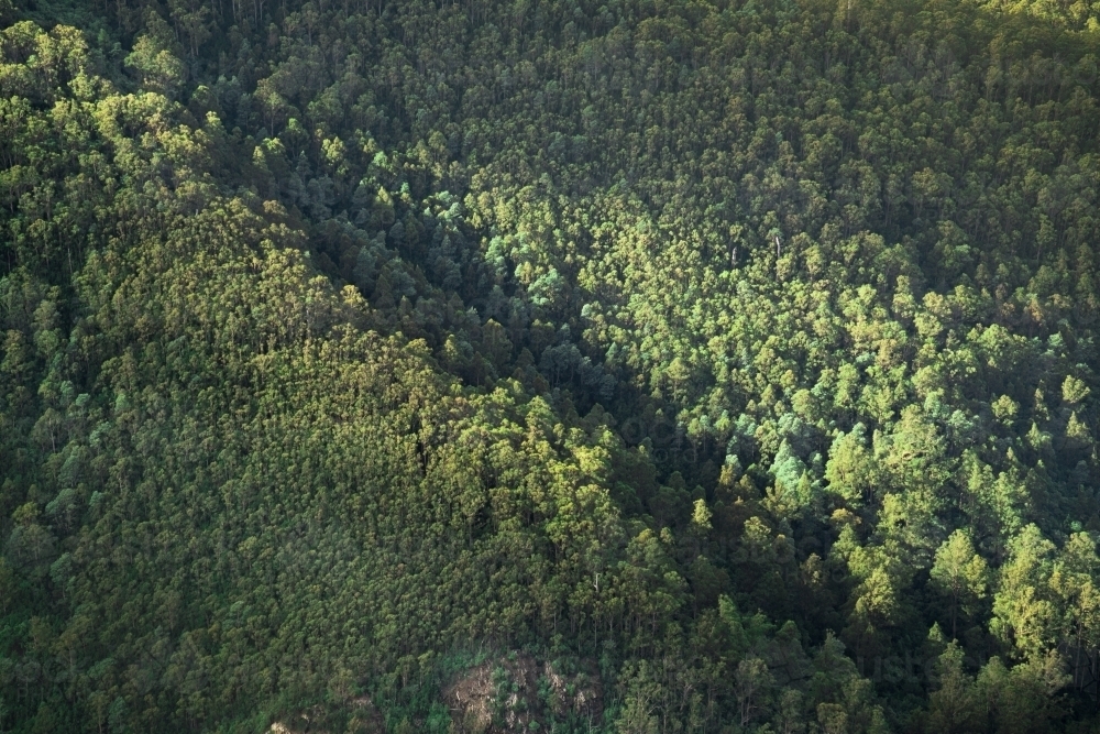 Pine Trees near Cathedral Rock, Tasmania - Australian Stock Image