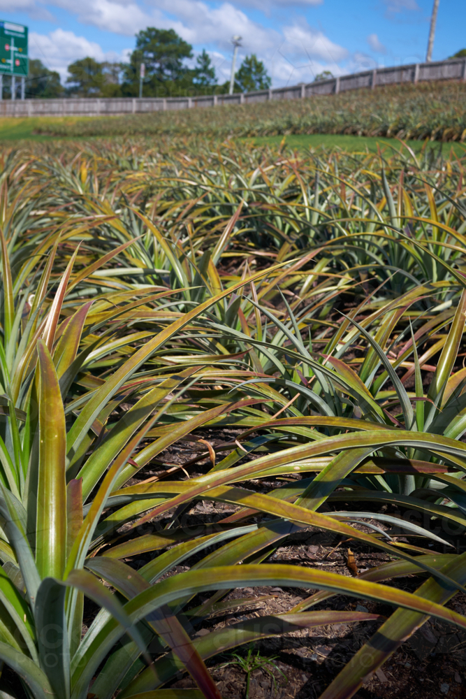 Pineapple farm - Australian Stock Image