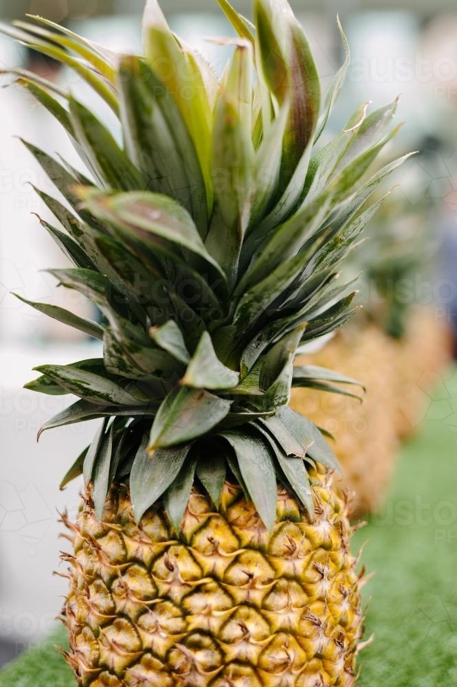 pineapple top - Australian Stock Image