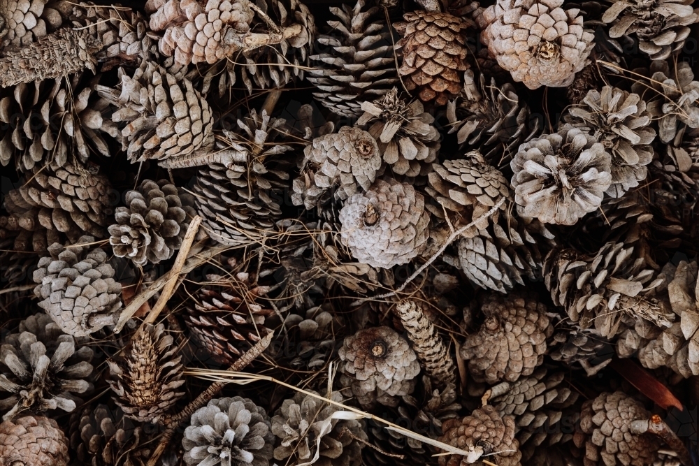 Pinecones ready for winter fires - Australian Stock Image
