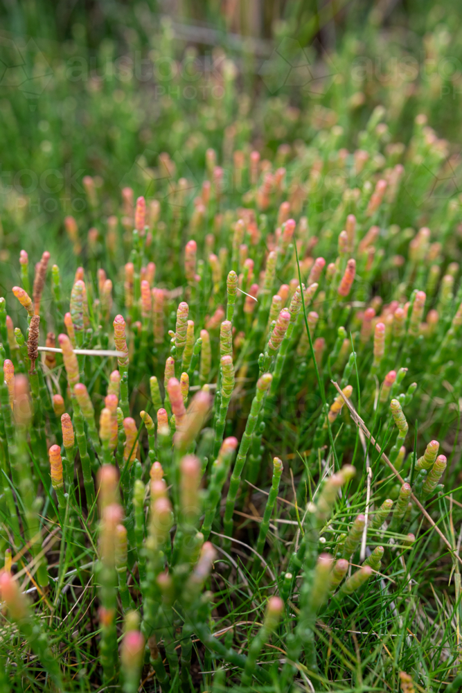 Pink and green beaded samphire - Australian Stock Image