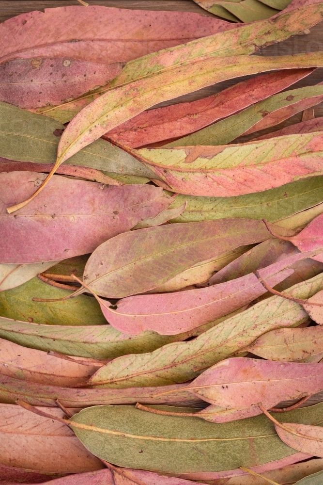 pink and green gum (eucalyptus) leaves laid flat - Australian Stock Image