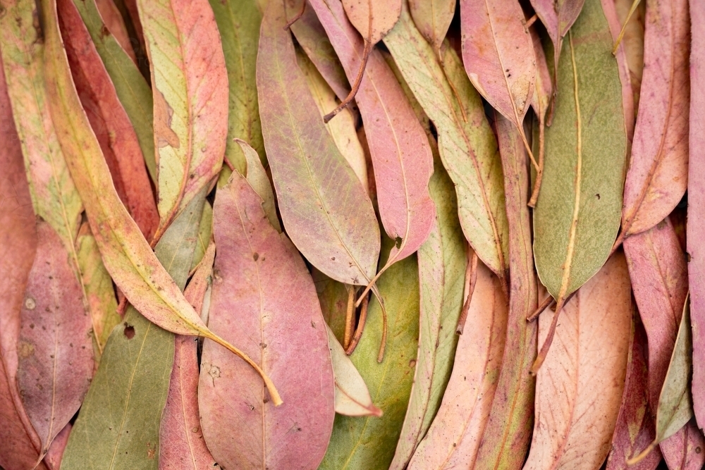 pink and green gum (eucalyptus) leaves laid flat - Australian Stock Image