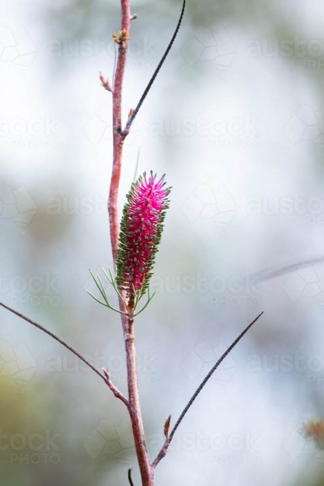 pink and green wildflower - Australian Stock Image