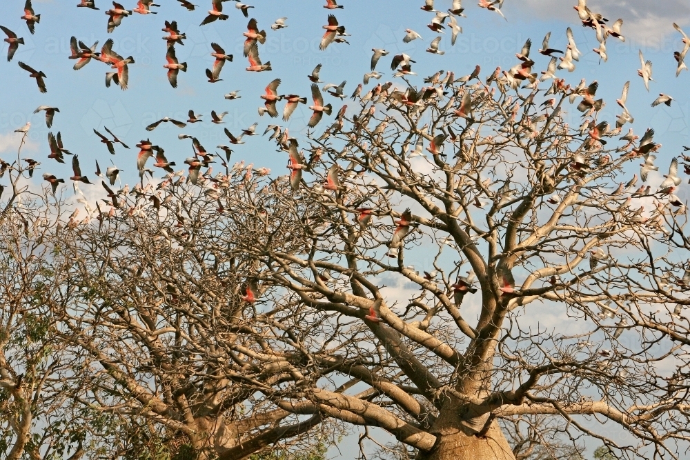 Pink and grey galahs in boab tree - Australian Stock Image