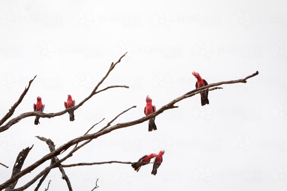 Pink and grey galahs perched on the bare branches of a tree - Australian Stock Image