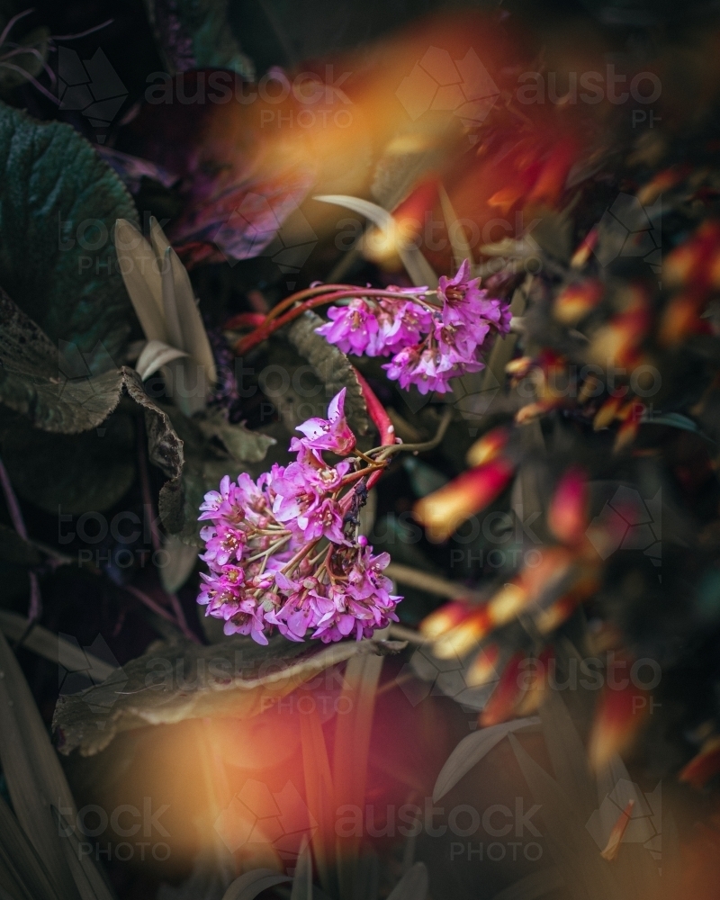 Pink and Orange Flowers Blossoming - Australian Stock Image