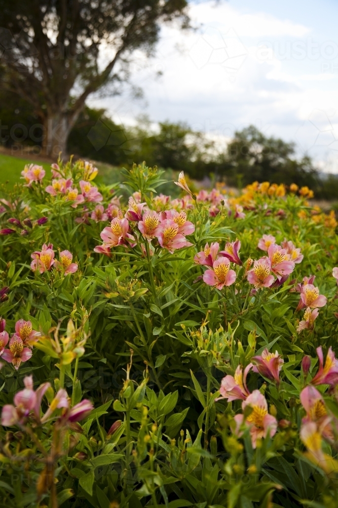 Pink and orange flowers of peruvian lily bush in a garden - Australian Stock Image