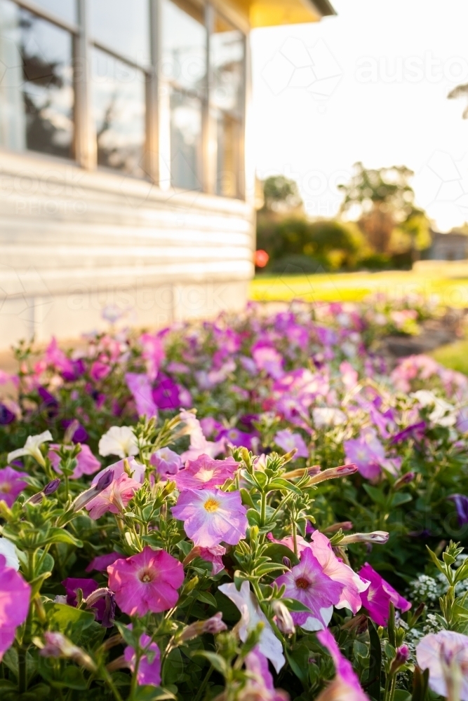 pink and purple flowering petunia flowers in farmhouse garden beside house in afternoon light - Australian Stock Image