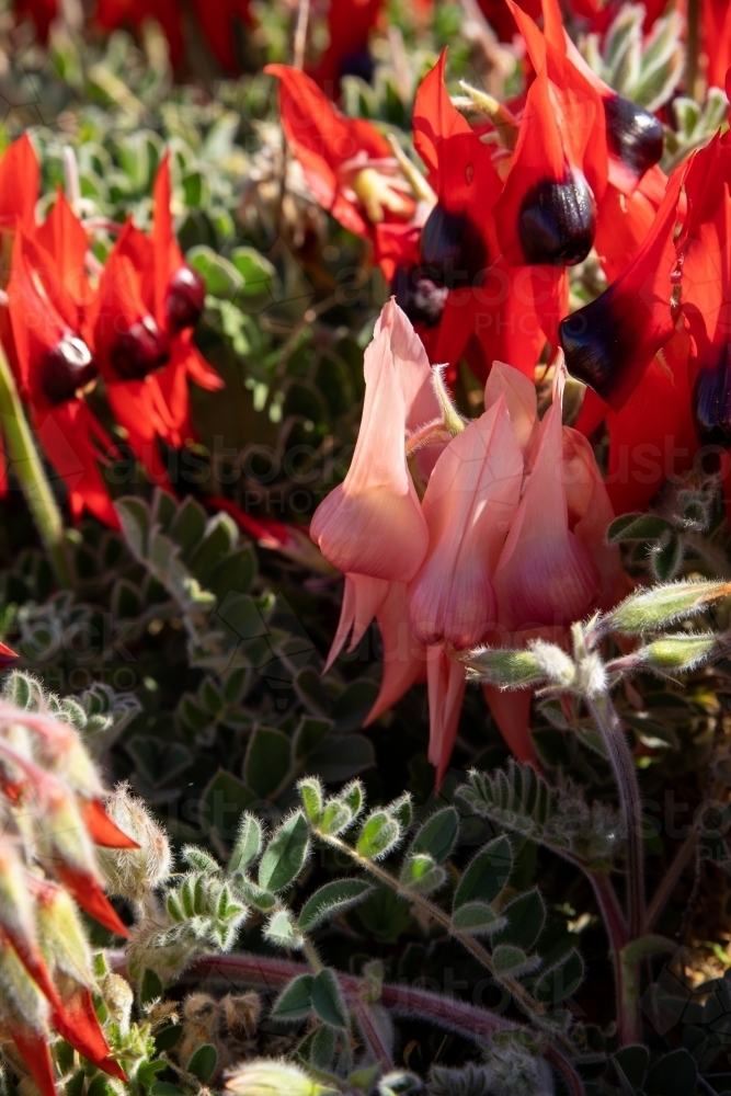 pink and red Sturt's desert pea - Australian Stock Image