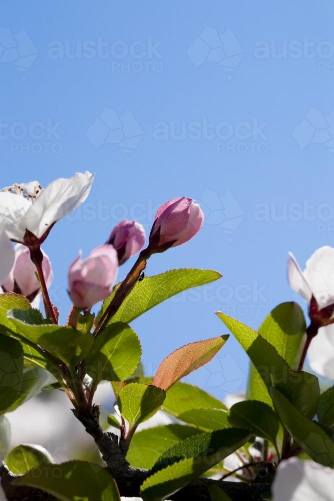 Pink and white crab apple blossom and blue sky in spring - Australian Stock Image