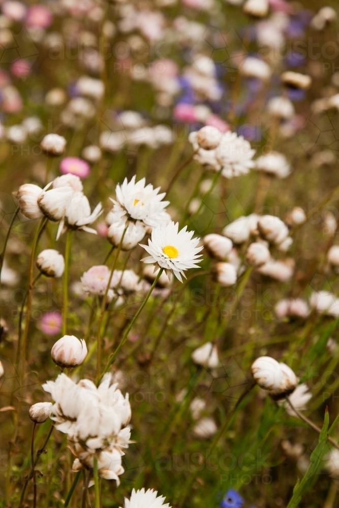 Pink and white everlasting daisies at Kings Park and Botanic Gardens in Perth - Australian Stock Image