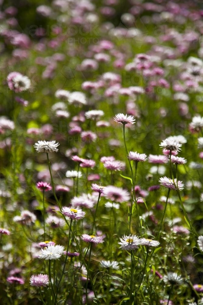 Pink and white everlasting daisies at Kings Park and Botanic Gardens in Perth, Western Australia - Australian Stock Image