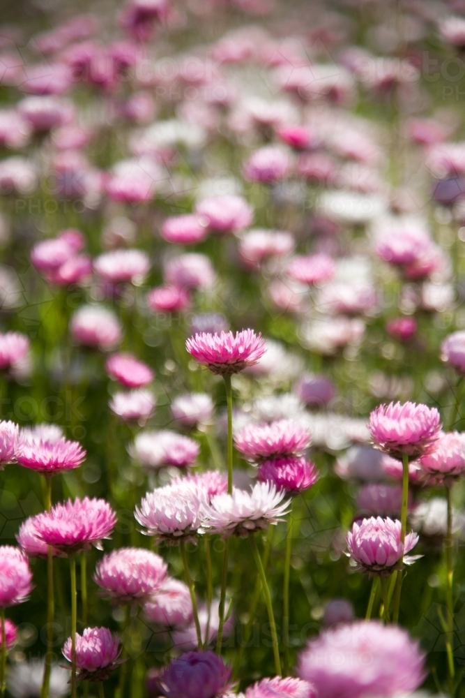Pink and white everlasting daisies - Australian Stock Image
