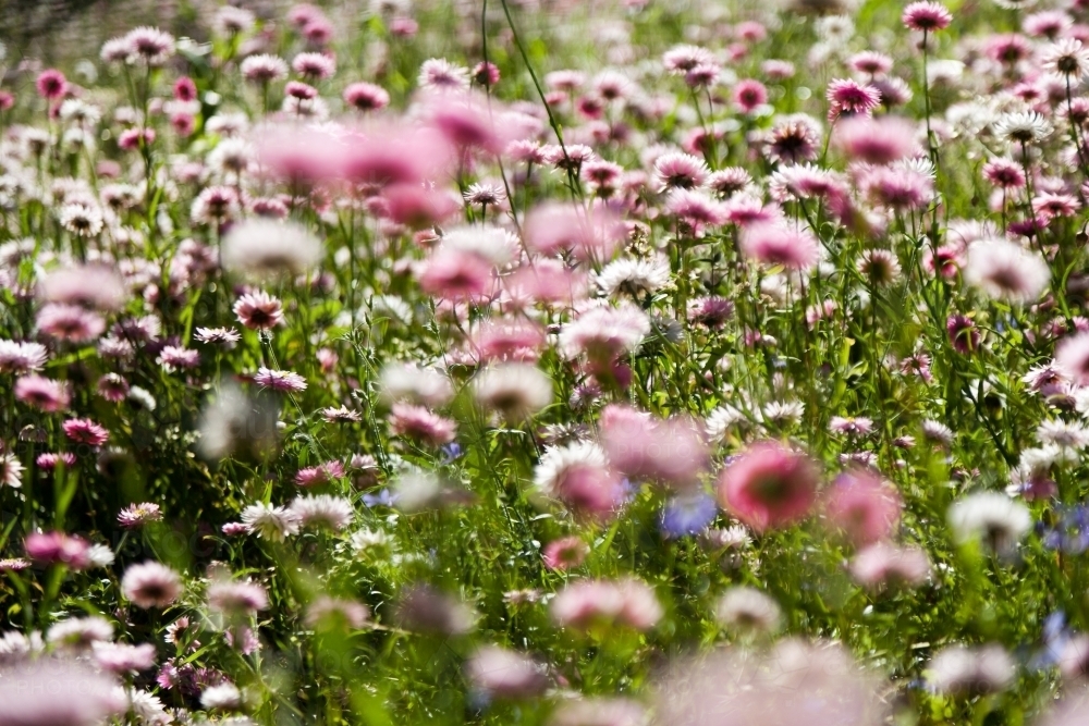 Pink and white everlasting daisies in Perth - Australian Stock Image