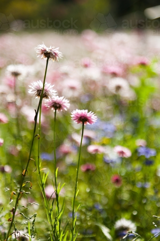 Pink and white everlasting daisies in Perth, Western Australia - Australian Stock Image
