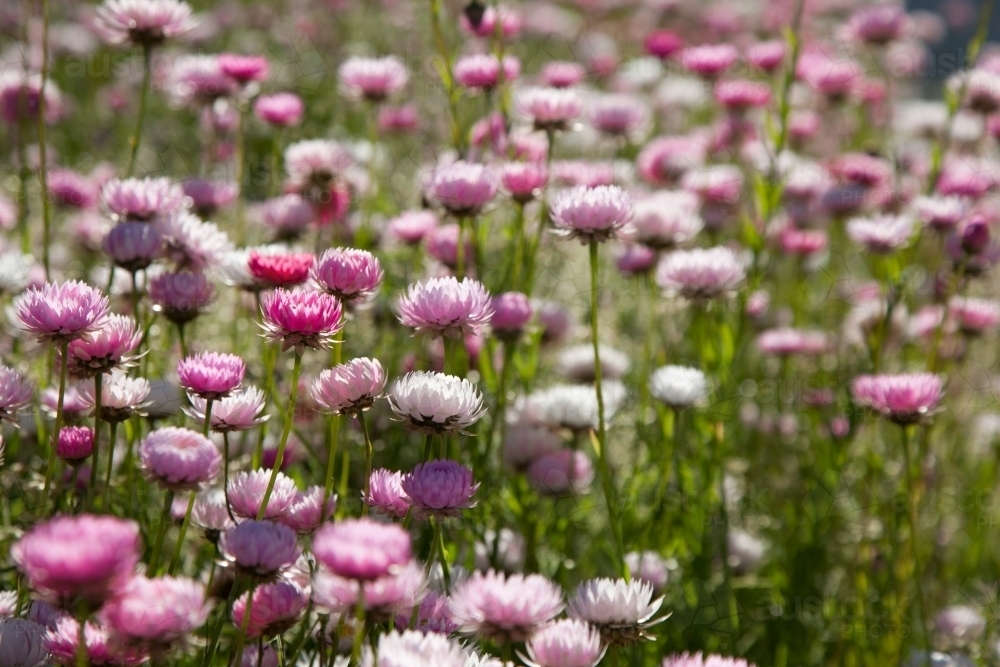 Pink and white everlasting daisies in Perth, Western Australia - Australian Stock Image