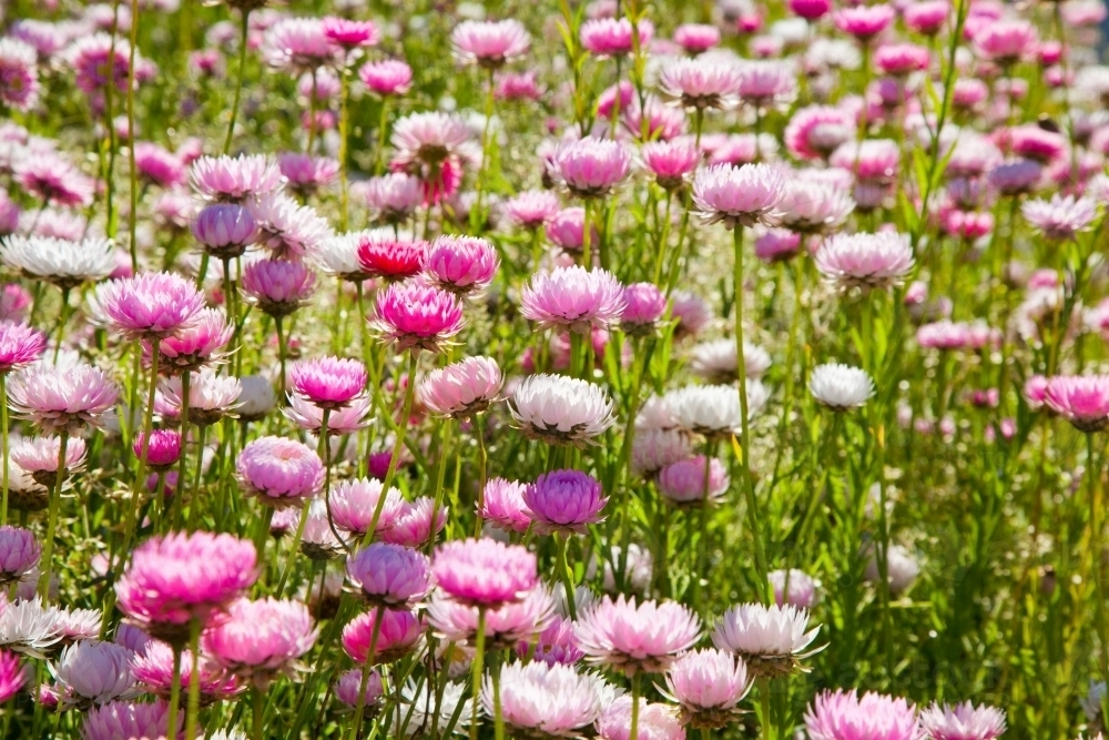 Pink and white everlasting daisies in Perth, Western Australia - Australian Stock Image