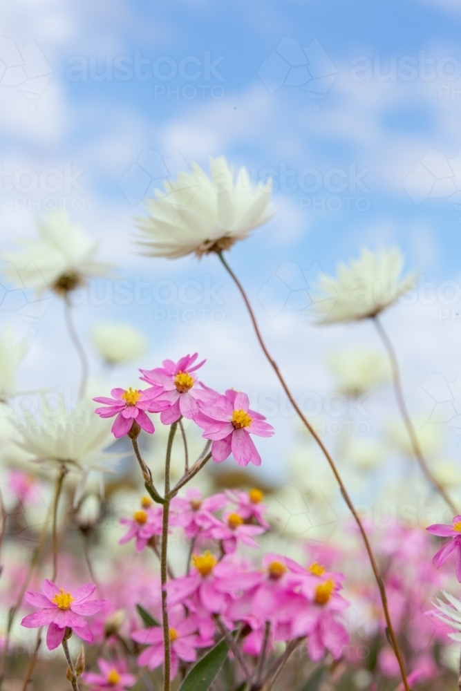 pink and white everlasting wildflowers against sky - Australian Stock Image